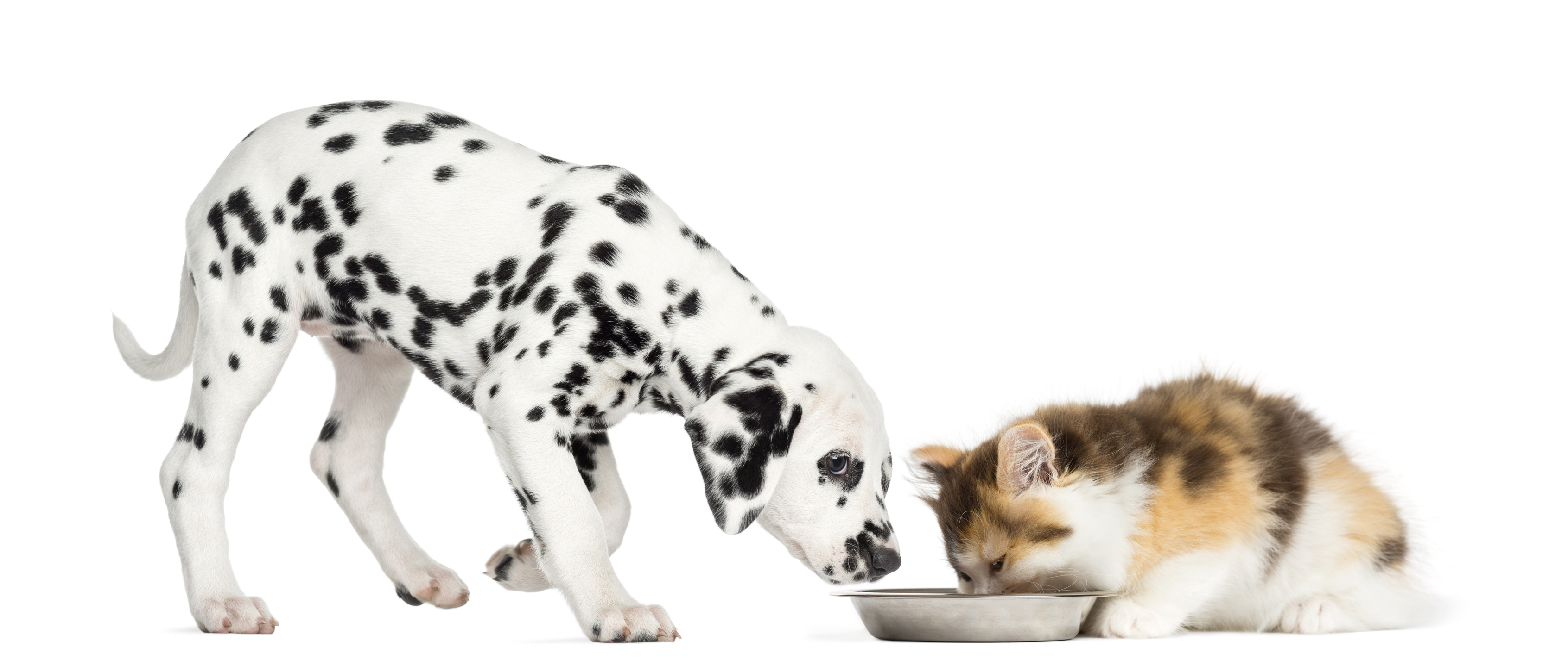 Higland straight kitten and Dalmatian puppy eating from a bowl